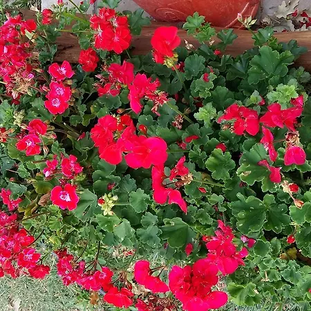 Nido D'ape * Montepetra