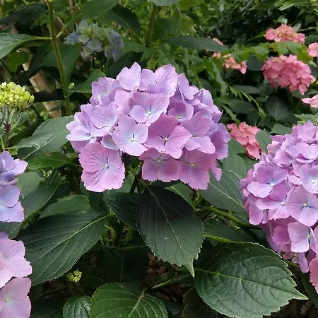 Nocleg ze śniadaniem Nido D'ape *